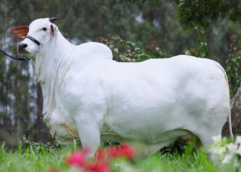 Em leilão realizado em Foz, vaca Nelore entra pra história com a maior valorização do mundo