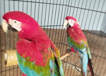 Morador de Foz é autuado por manter araras e papagaios em cativeiro e maus tratos