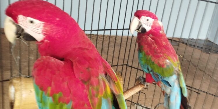 Morador de Foz é autuado por manter araras e papagaios em cativeiro e maus tratos