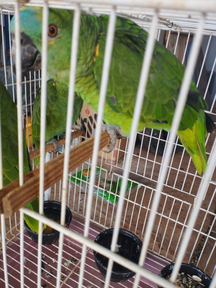 Morador de Foz é autuado por manter araras e papagaios em cativeiro e maus tratos