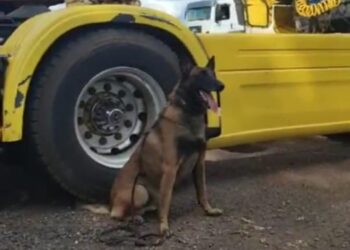 Caminhão interceptado pela PRF em Céu Azul escondia 94 kg de cocaína dentro de eixos