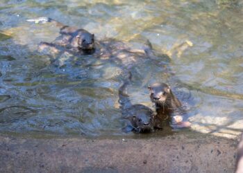 Conheça os nomes escolhidos para os filhotes de lontra nascidos no Refúgio Biológico