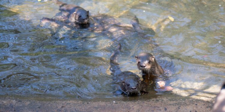 Conheça os nomes escolhidos para os filhotes de lontra nascidos no Refúgio Biológico