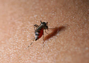 Ano epidemiológico tem 187 casos confirmados e 3,1 mil notificações de dengue em Foz do Iguaçu