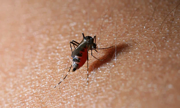Ano epidemiológico tem 187 casos confirmados e 3,1 mil notificações de dengue em Foz do Iguaçu