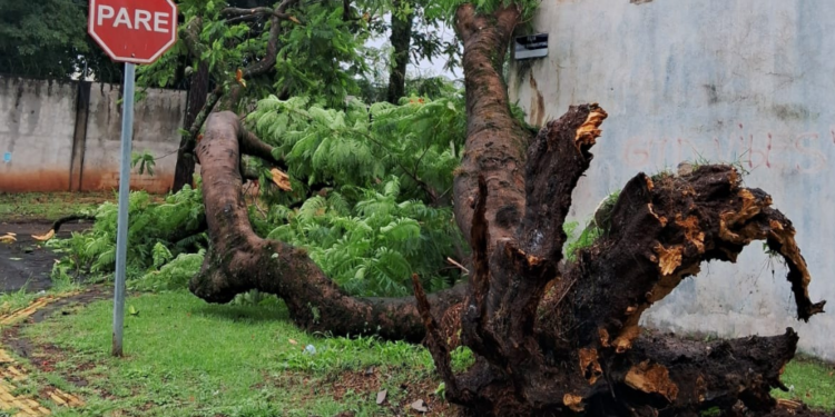 Com 85mm de chuva, Foz registra queda de árvores e alagamentos