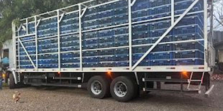 Polícia Federal apreende carga com 5 mil frangos sem a Guia de Trânsito Animal