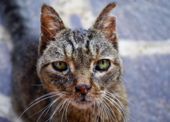 Prefeitura de Foz do Iguaçu intensifica combate à esporotricose em humanos e gatos