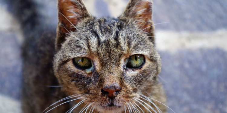 Prefeitura de Foz do Iguaçu intensifica combate à esporotricose em humanos e gatos