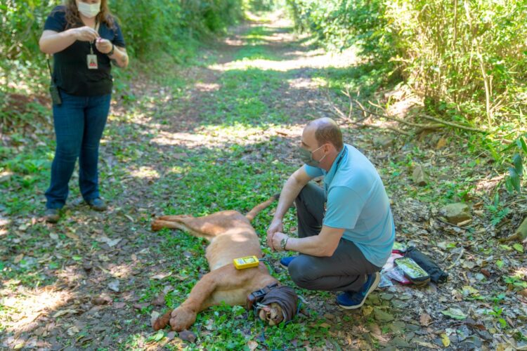 Nas comemorações dos 86 anos do Parque Nacional do Iguaçu, Itaipu destaca ações de preservação ambiental