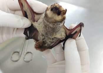 Prefeitura alerta moradores sobre os cuidados no combate à raiva