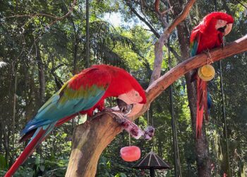 Aves ganham blocos de gelo com frutas para enfrentar o verão de Foz do Iguaçu
