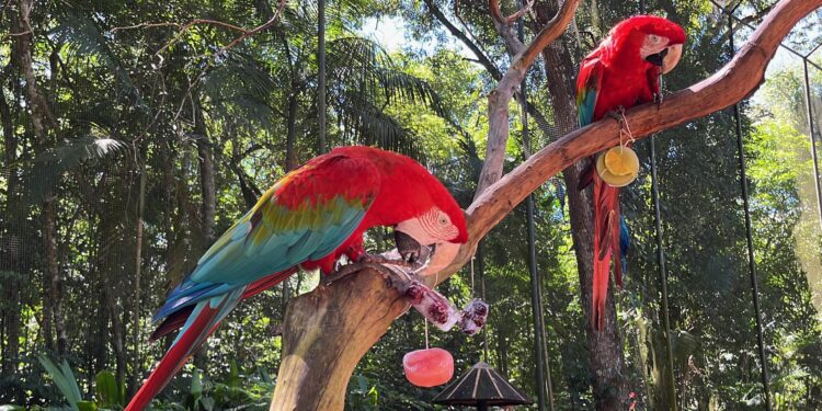 Aves ganham blocos de gelo com frutas para enfrentar o verão de Foz do Iguaçu