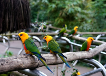 Parque das Aves inicia 2025 com recorde de visitação em janeiro