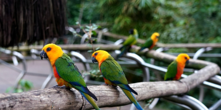 Parque das Aves inicia 2025 com recorde de visitação em janeiro