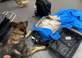 Cão farejador indica presença de drogas nas bagagens de menor no aeroporto de Foz do Iguaçu