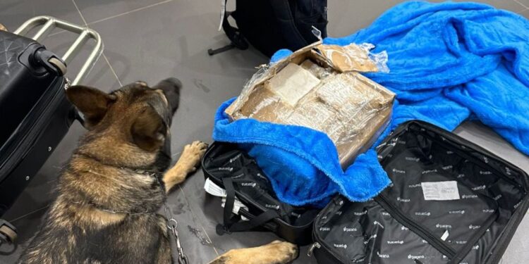 Cão farejador indica presença de drogas nas bagagens de menor no aeroporto de Foz do Iguaçu