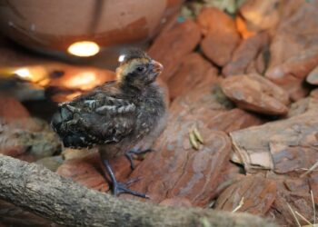 Biólogos do Parque das Aves comemoram nascimento inédito de ave criticamente ameaçada de extinção