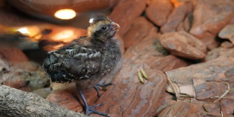 Biólogos do Parque das Aves comemoram nascimento inédito de ave criticamente ameaçada de extinção