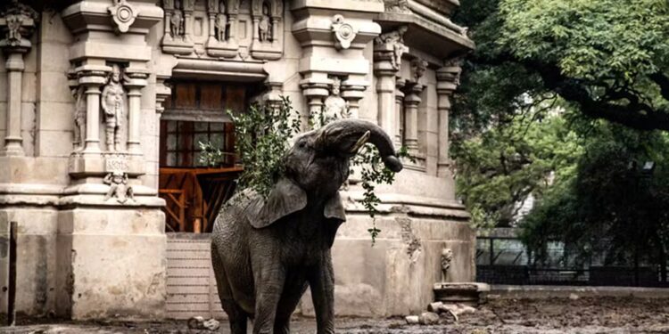 PRF vai acompanhar passagem da Elefanta Pupy na fronteira com a Argentina