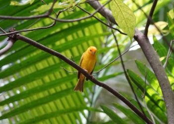 Parque das Aves promove ação na trilha sobre colisão de aves com vidros e soluções para minimizar o problema