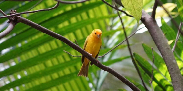 Parque das Aves promove ação na trilha sobre colisão de aves com vidros e soluções para minimizar o problema