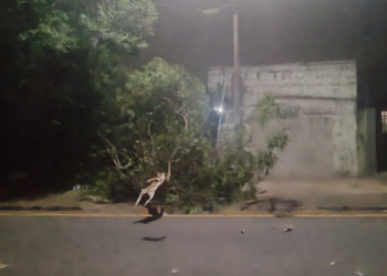 Defesa Civil registra oito quedas de árvores devido ao temporal nesta quinta (06)