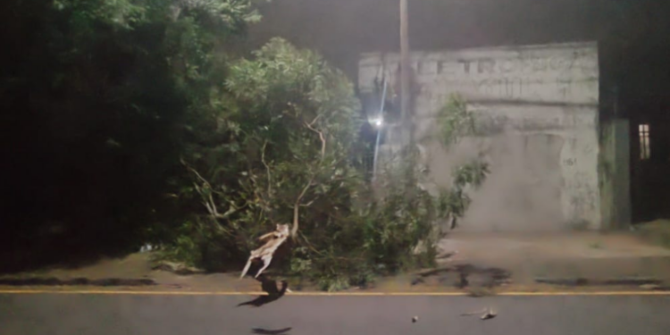 Defesa Civil registra oito quedas de árvores devido ao temporal nesta quinta (06)