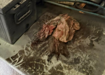 Incidente no Parque Nacional do Iguaçu, lado argentino, provoca correria entre turistas