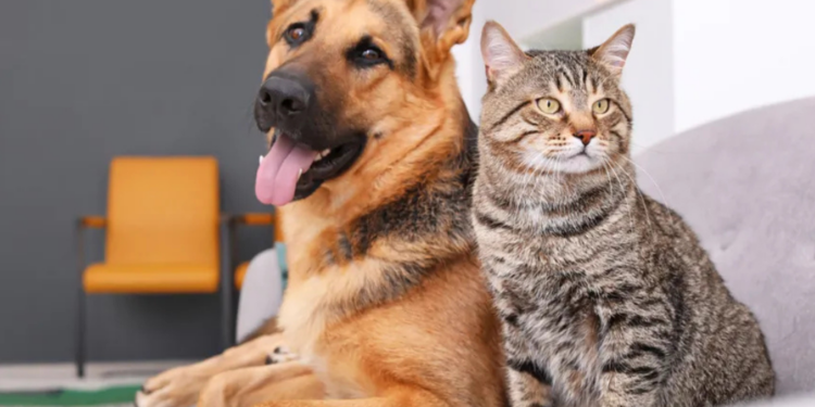 Diretoria de Bem-Estar Animal lança campanha “Adote um mascote”