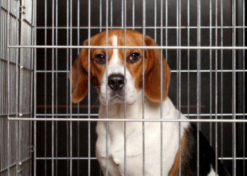 Sem ouvir comunidade, Câmara revoga lei que proibia exposição de animais em lojas