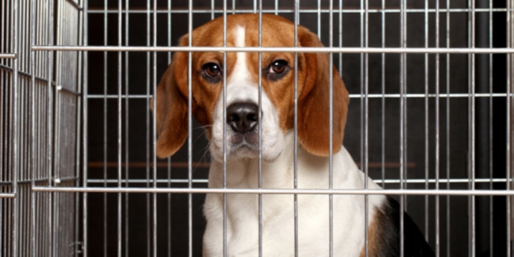 Sem ouvir comunidade, Câmara revoga lei que proibia exposição de animais em lojas