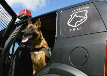 Unidade K9 volta a integrar a Guarda Municipal de Foz do Iguaçu