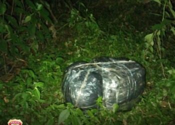 PF e PM localizam quase 18 kg de capulho às margens do Rio Paraná