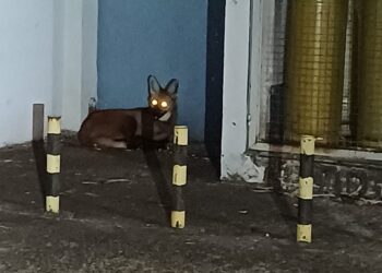 Câmera de segurança registra a presença de Lobo-guará em área urbana de Foz do Iguaçu