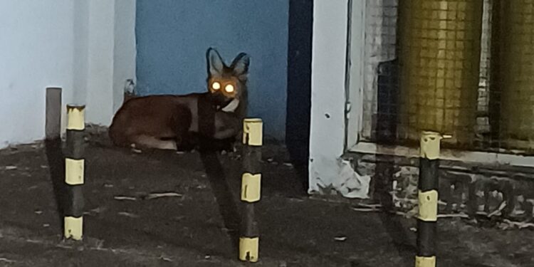 Câmera de segurança registra a presença de Lobo-guará em área urbana de Foz do Iguaçu