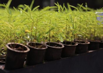 Horto Municipal recebe 6 mil mudas de diferentes espécies disponíveis para doação