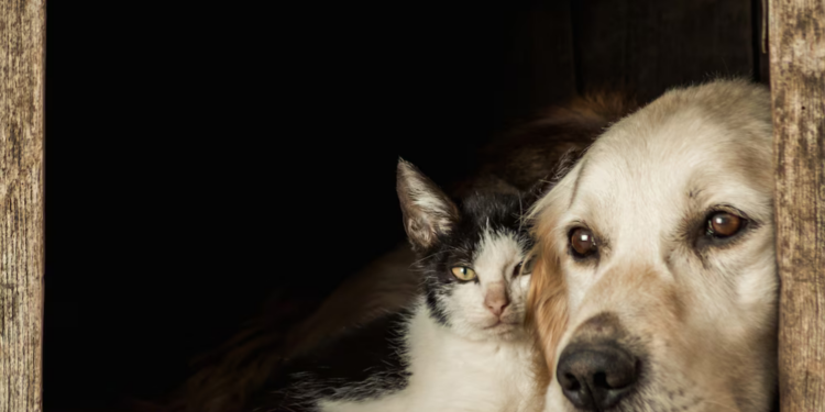 Polícia Civil abre inquérito para investigar morte de animais por envenenamento