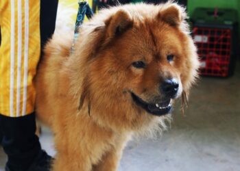 Diretoria de Bem-Estar Animal inicia hoje microchipagem de animais de protetores independentes