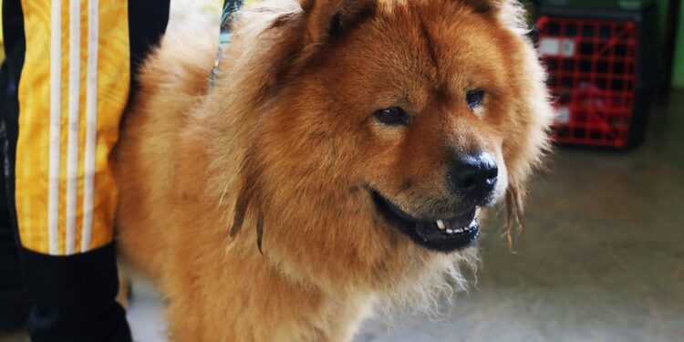 Diretoria de Bem-Estar Animal inicia hoje microchipagem de animais de protetores independentes