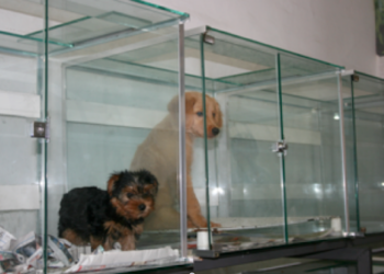 Projeto do vereador Fruet afrouxa legislação de proteção animal na cidade