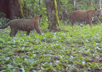 Novo filhote de onça-pintada é identificado no Parque Nacional do Iguaçu