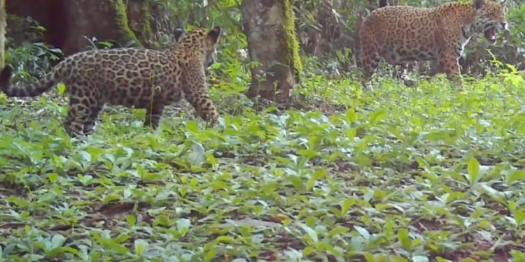 Novo filhote de onça-pintada é identificado no Parque Nacional do Iguaçu