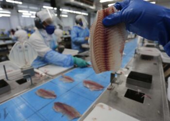 Com investimento de R$ 5 milhões, Lar vai abater até 15 mil tilápias por dia em São Miguel