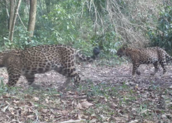 Onças do Iguaçu lança campanha para escolher nome do filhote da onça Cacira