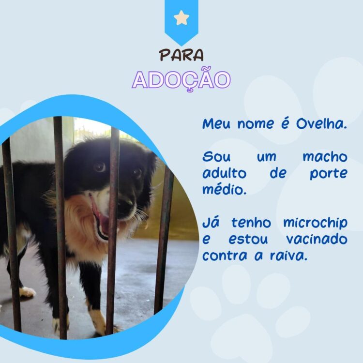 Prefeitura de Foz promove “Dia C” de Conscientização à Crueldade Animal