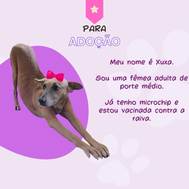 Prefeitura de Foz promove “Dia C” de Conscientização à Crueldade Animal