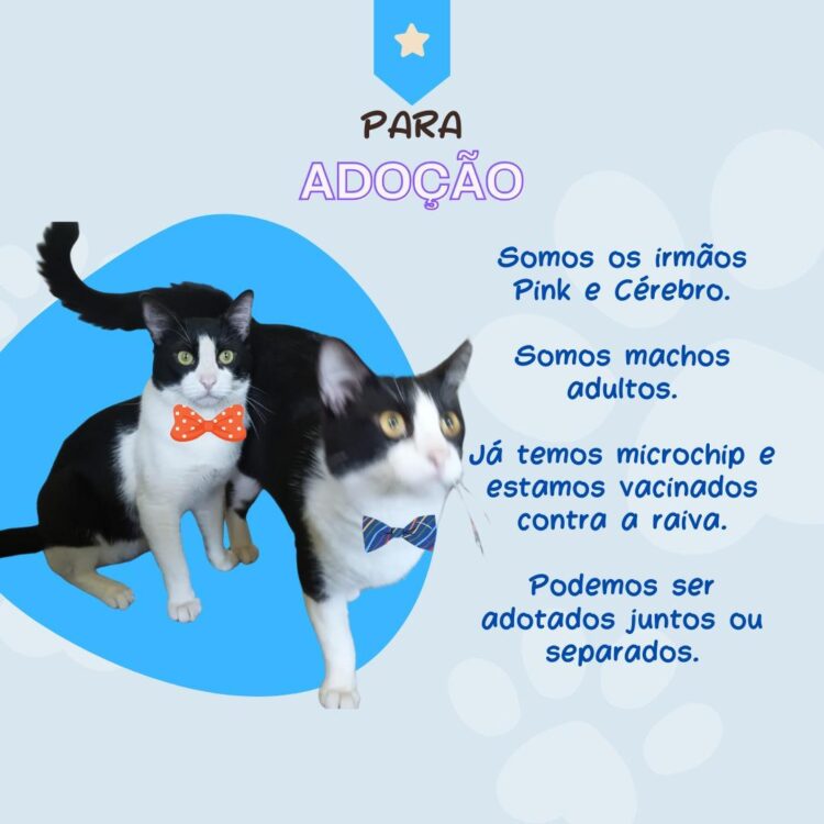 Prefeitura de Foz promove “Dia C” de Conscientização à Crueldade Animal