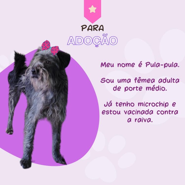 Prefeitura de Foz promove “Dia C” de Conscientização à Crueldade Animal