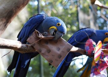 Parque das Aves terá programação especial para celebrar a Páscoa